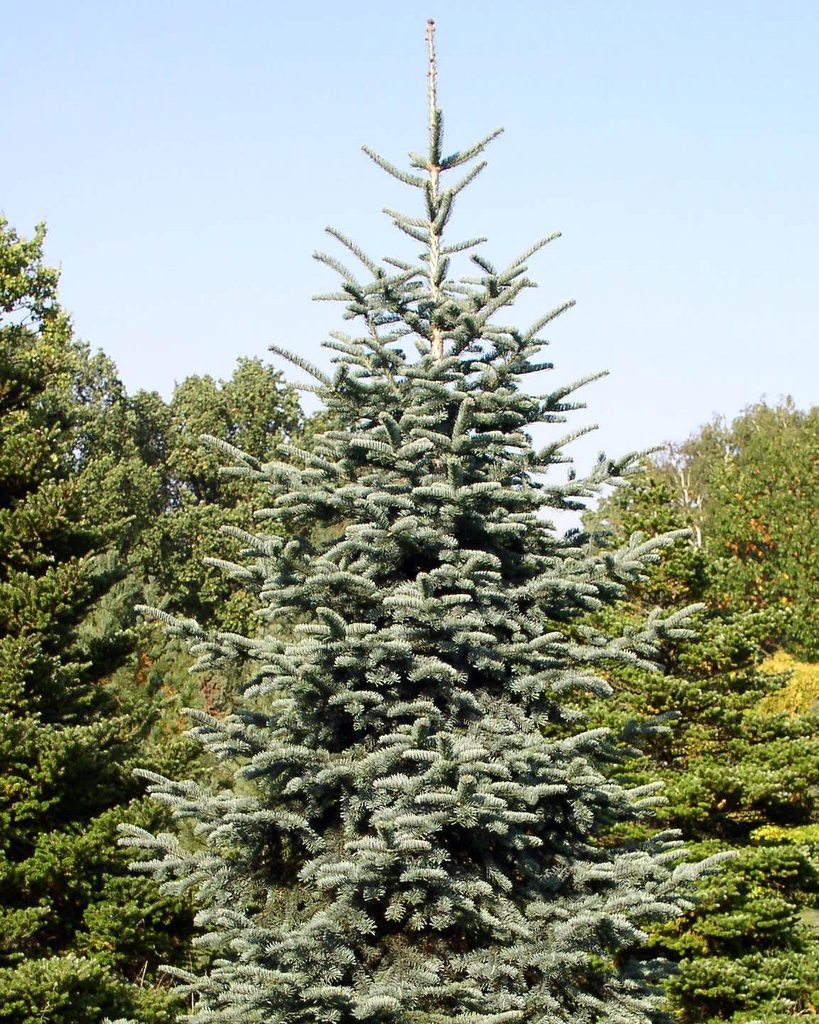 Steep conical habit of mature trees in a forest setting