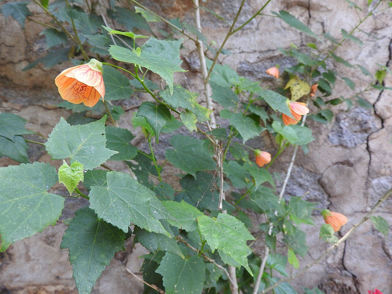 Flowering maple