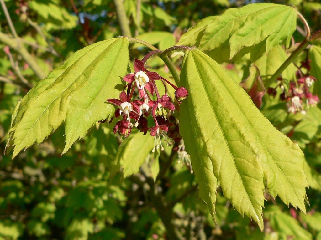 Bunch of flowers with red sepals and white petals & stamens.