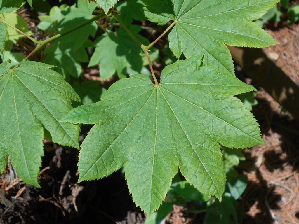 Closeup of emerald, green cordate opposite leaves with 7 lobes.