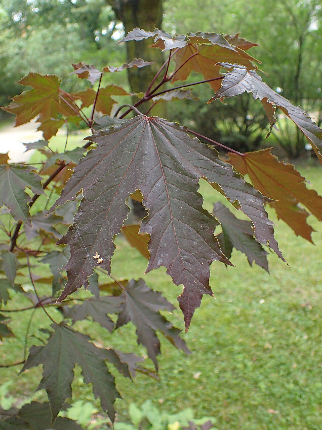 Crimson Sentry Norway maple