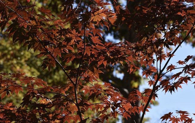 Backlit leaves, branches & stems in Fall