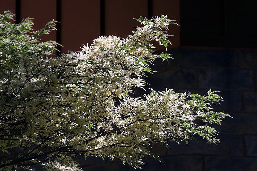 Butterfly Japanese maple