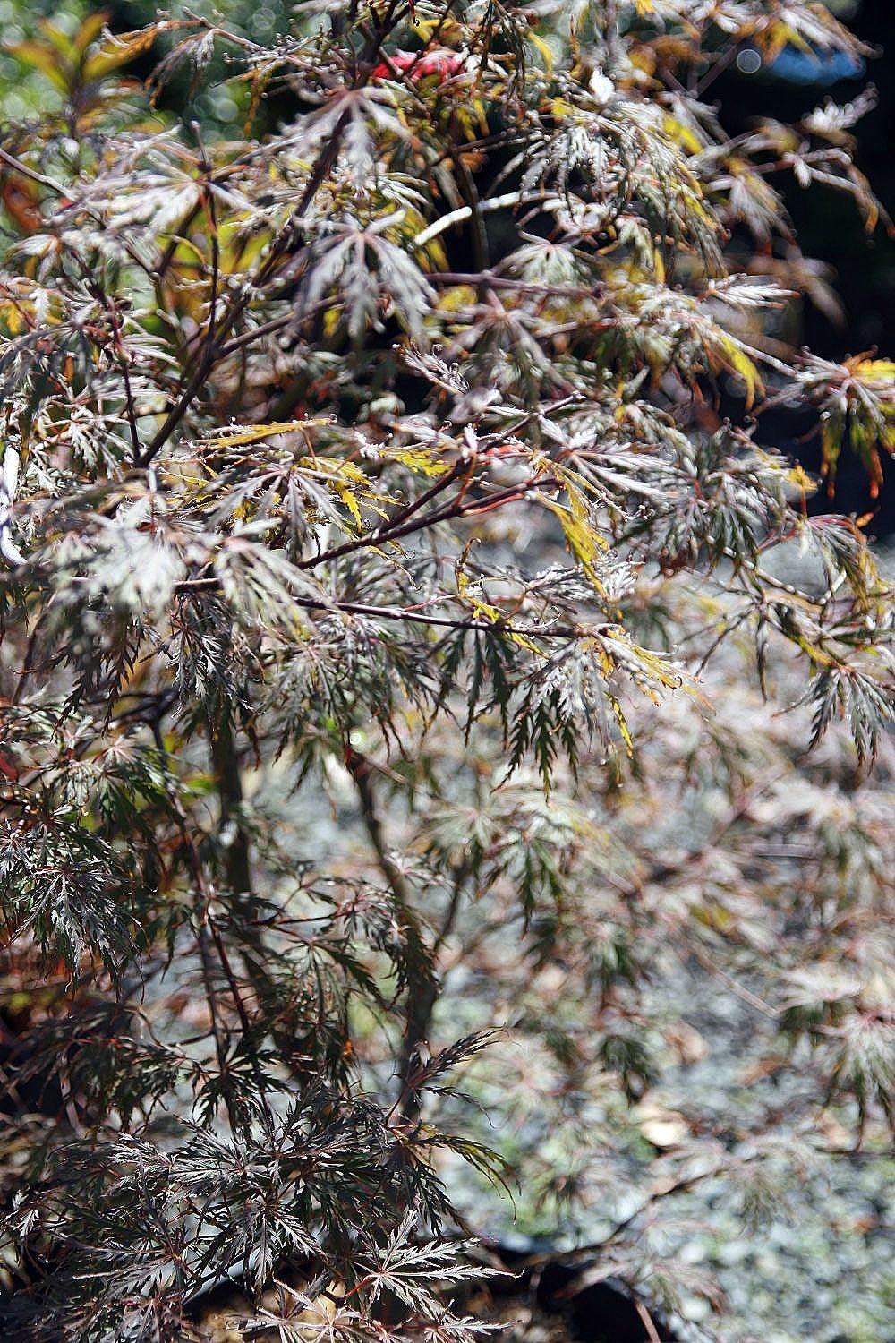 Garnet Japanese maple