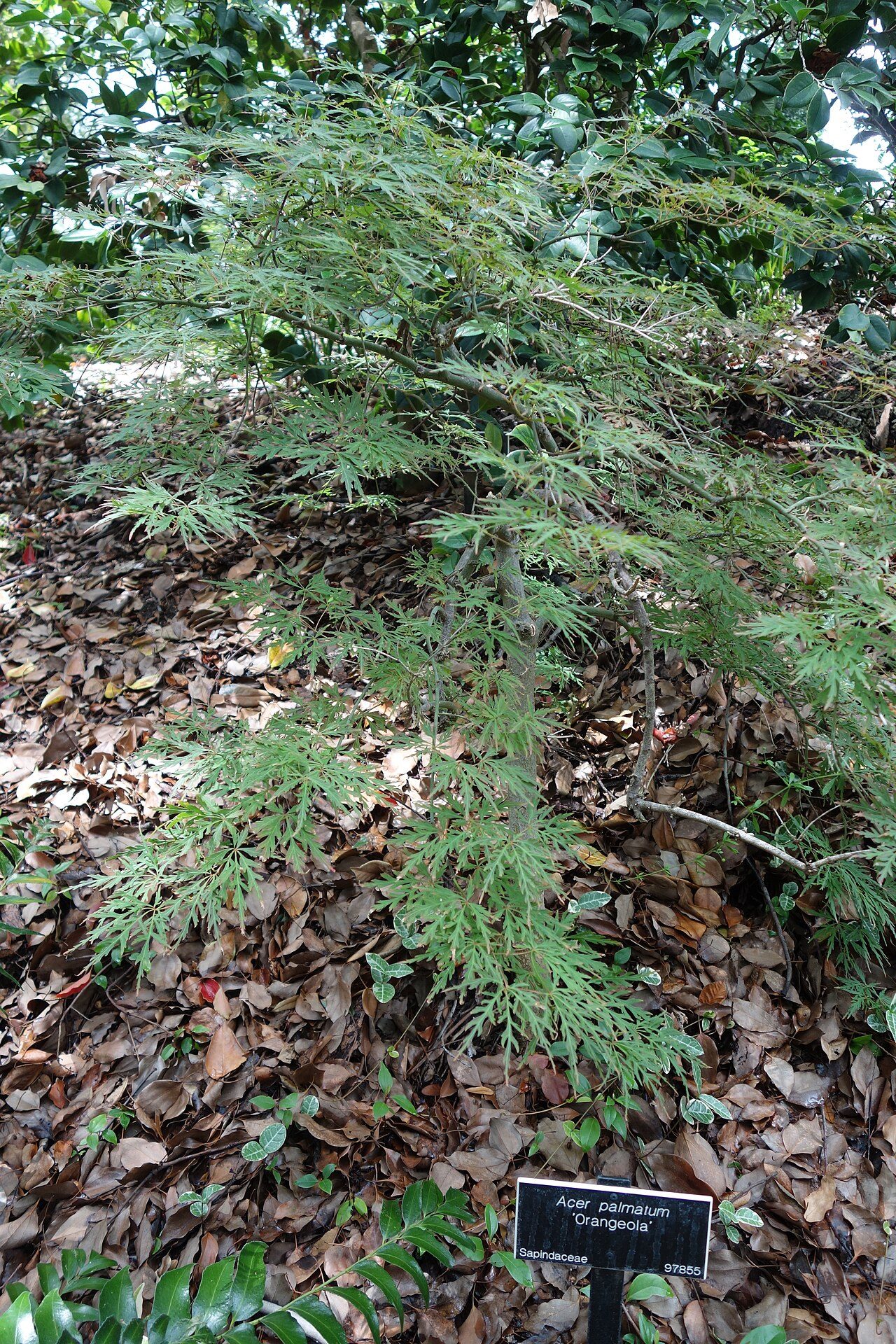 Orangeola Japanese maple