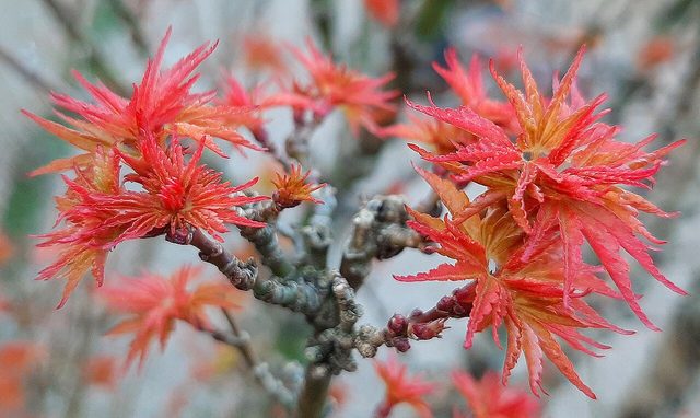 Lion's head Japanese maple