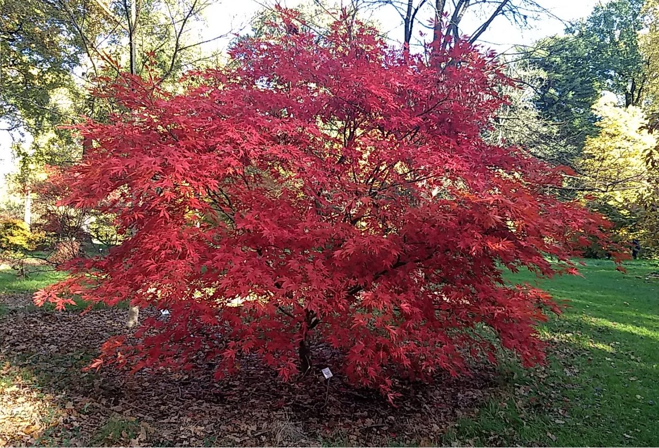 Suminagashi Japanese maple