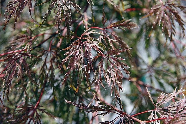 Acer palmatum var. dissectum 'Tamukeyama'