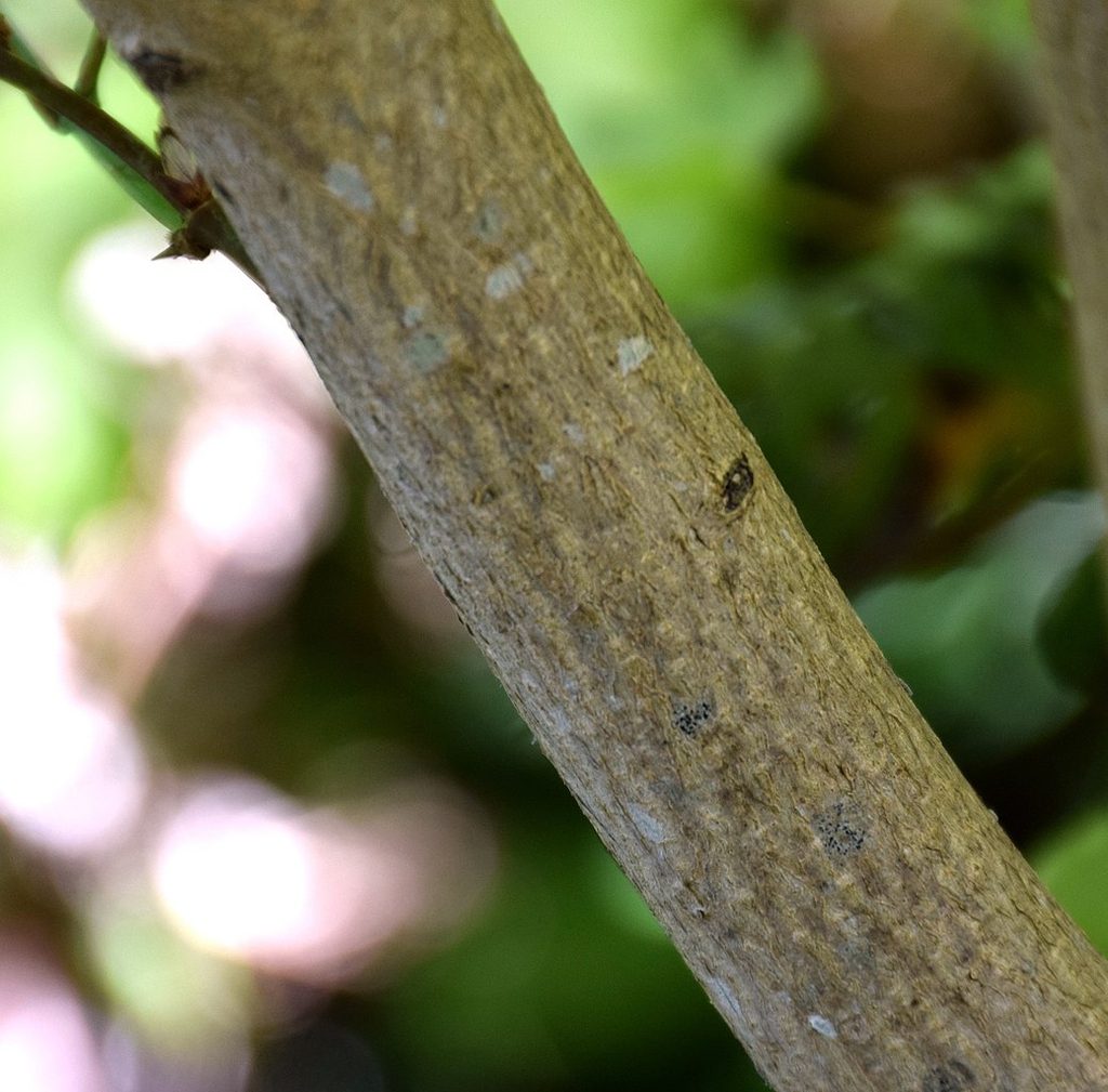 'Aureum' bark