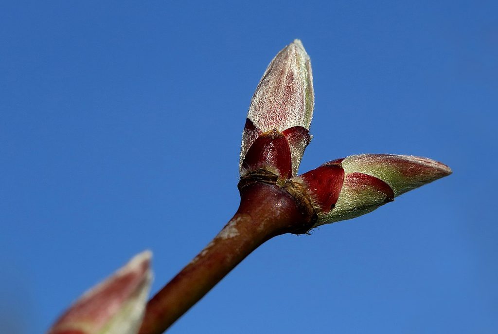 'Aureum' end buds