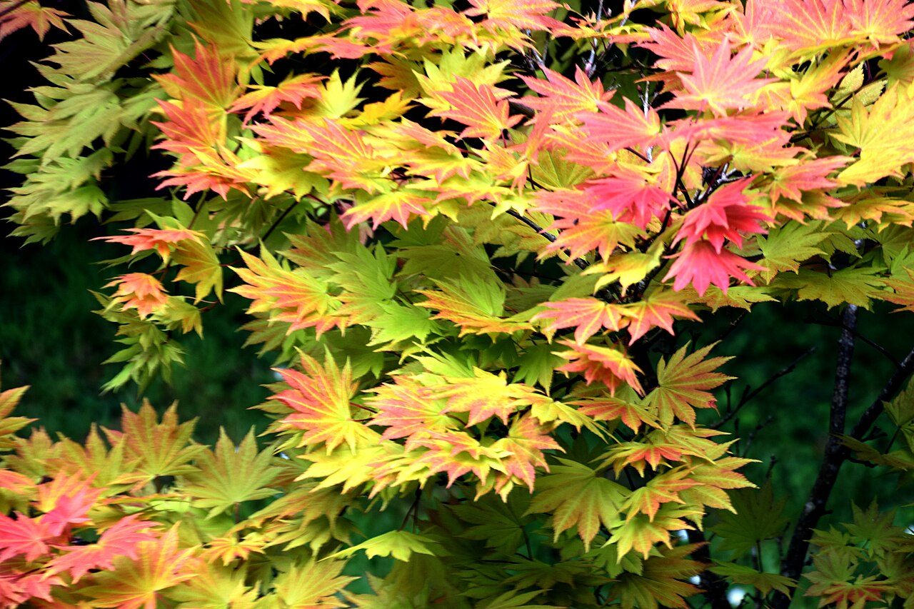 ‘Autumn Moon’ Shirasawa maple