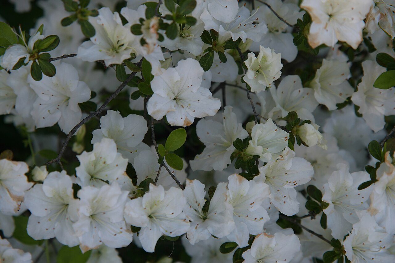 Glacier azalea