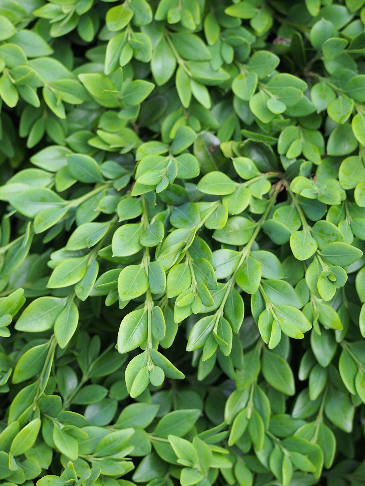Green Velvet boxwood