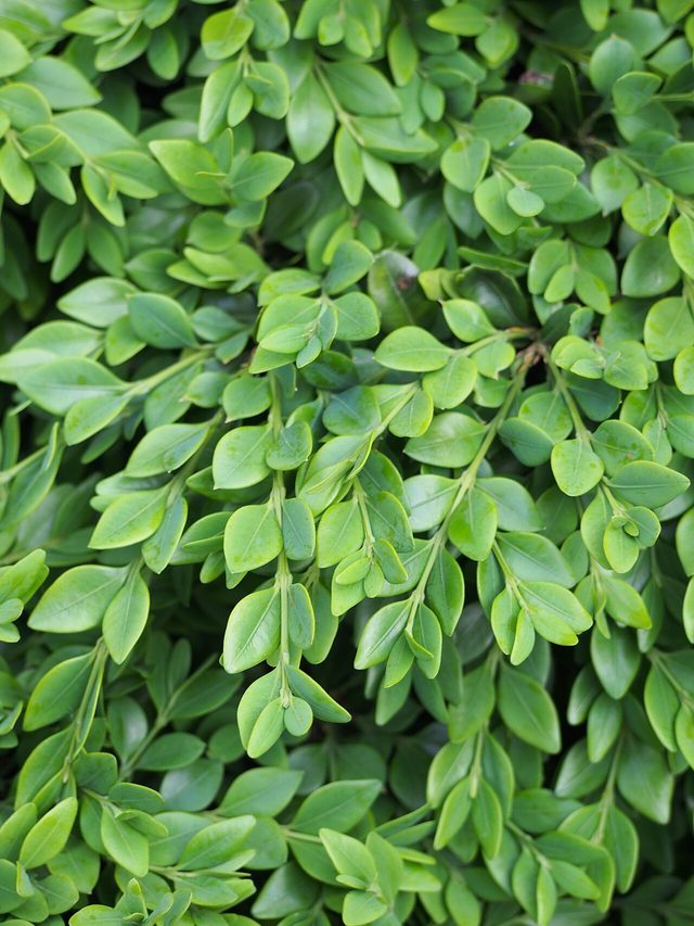 Green Velvet boxwood