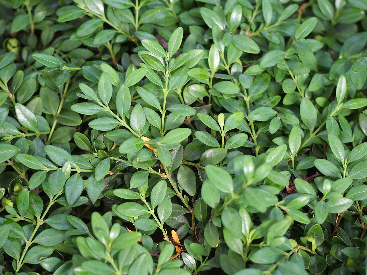 Winter Gem boxwood
