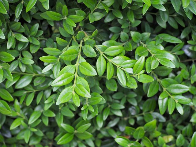 Edging boxwood