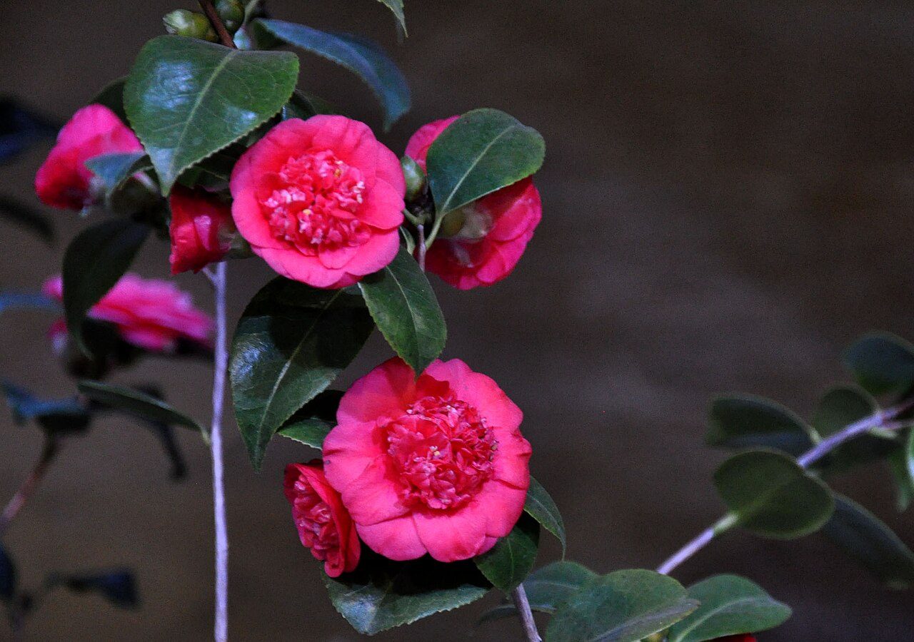 April Dawn camellia