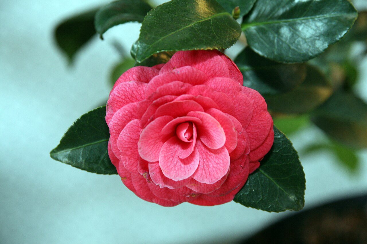 April Kiss camellia
