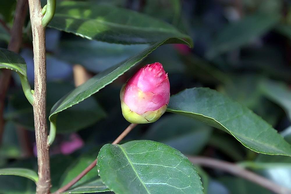 April Remembered camellia