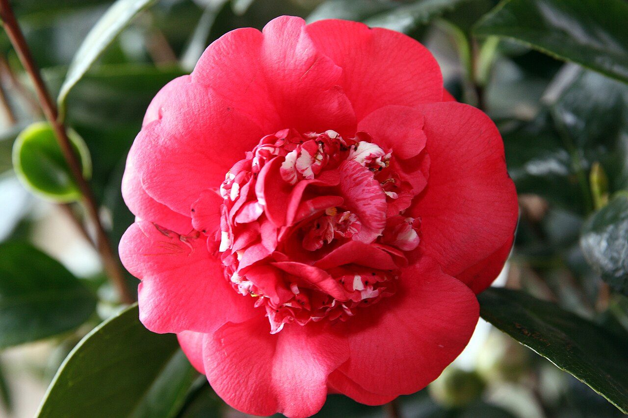 April Tryst camellia