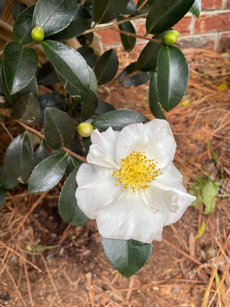 Single white flower with many yellow stamens. Glossy leaves.