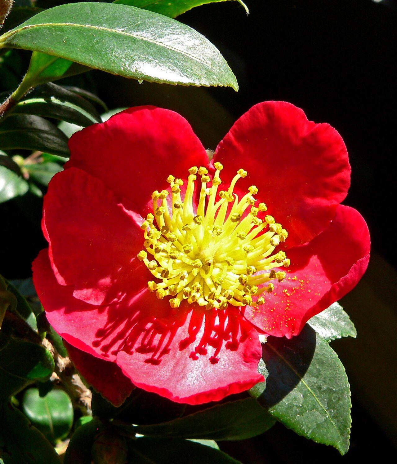 Yuletide camellia