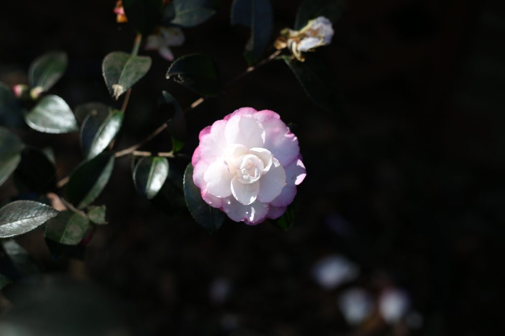 A double flower, light pink with white center.