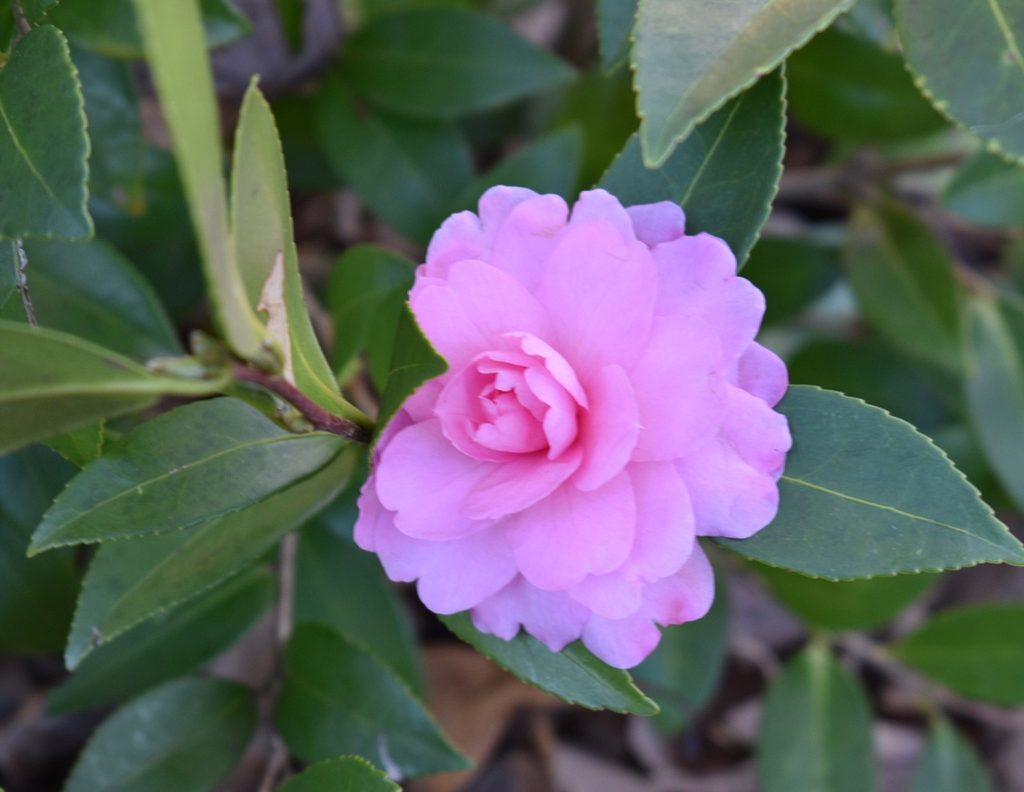 Glossy foliage and double medium pink flower.