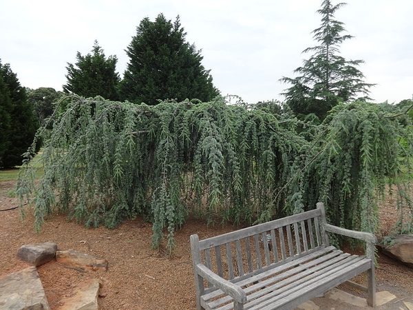 Cedrus atlantica 'Glauca Pendula'