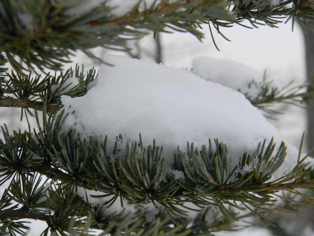 Cedrus atlantica 'Glauca Pendula'