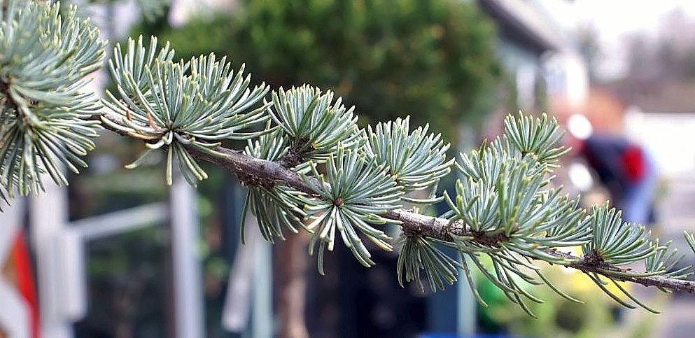Stem with needle formation