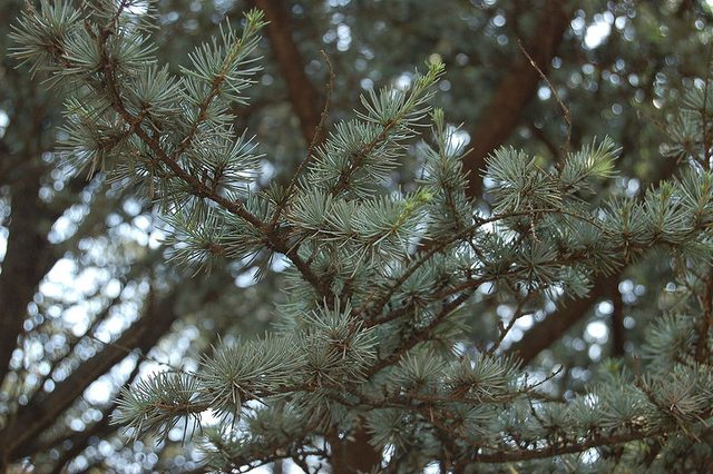 Larger branches of the tree