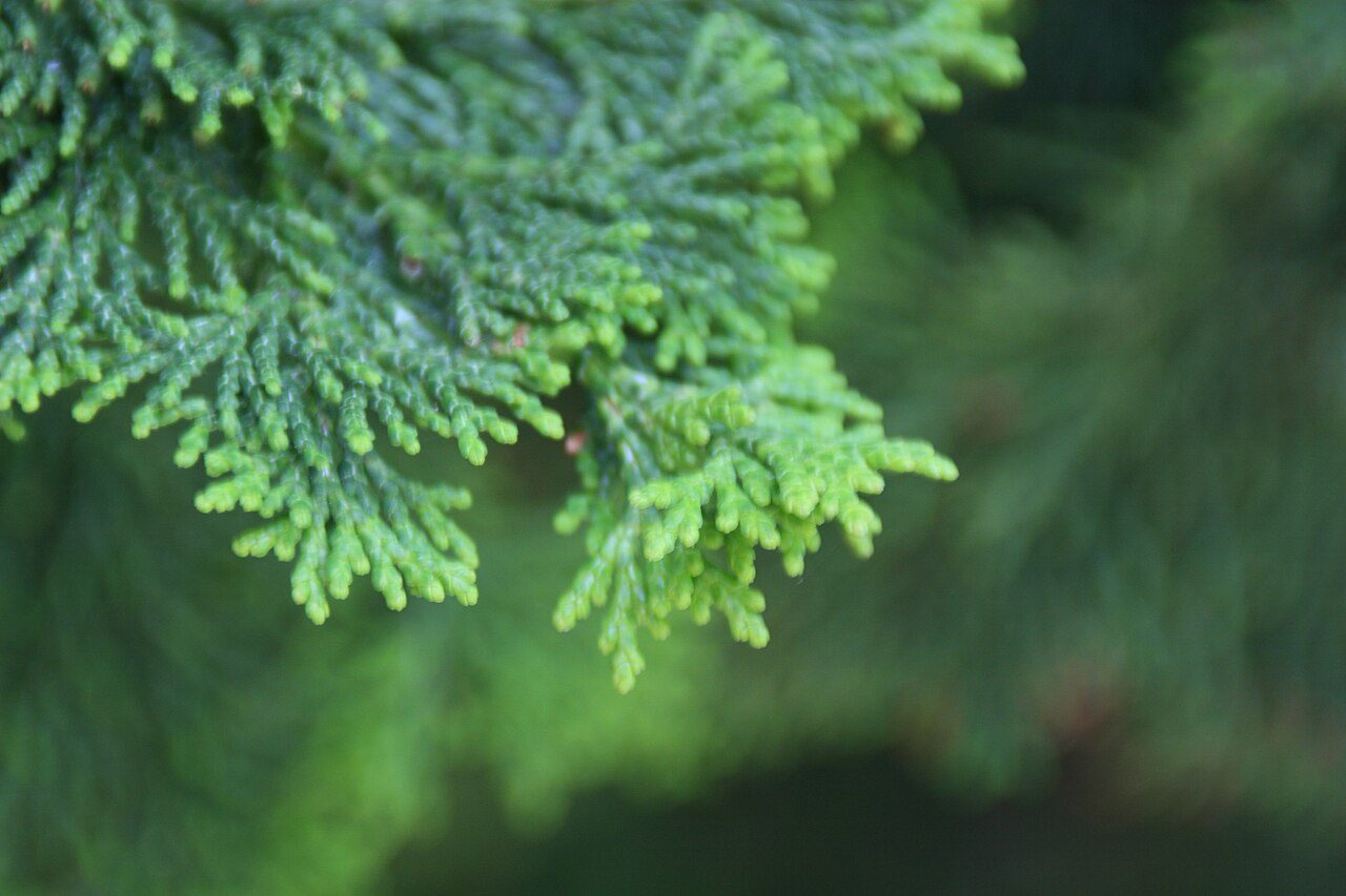 Compacta Hinoki cypress