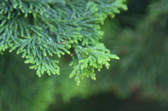 Compacta Hinoki cypress