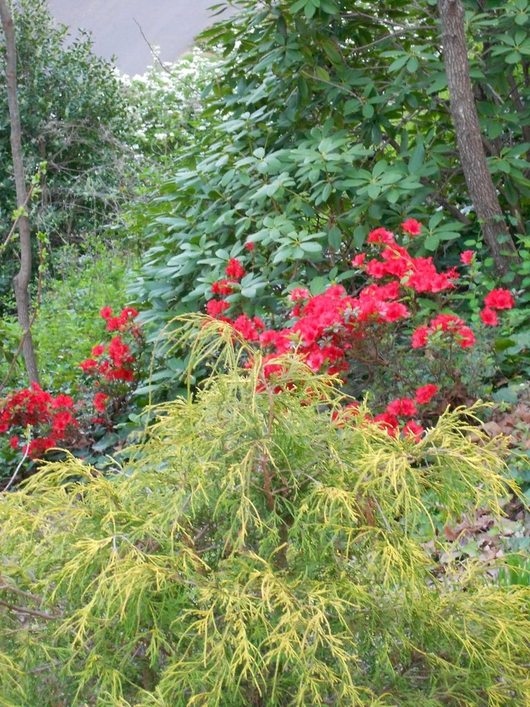Chamaecyparis pisifera 'Golden Mop'