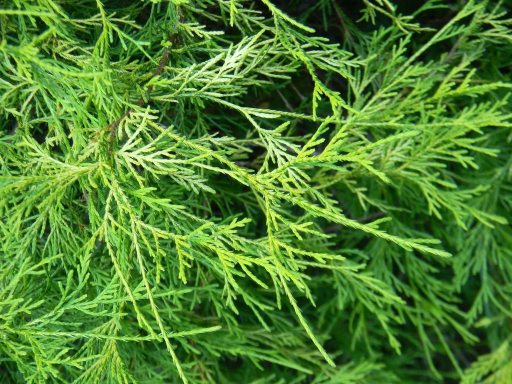 Chamaecyparis pisifera 'Golden Mop'