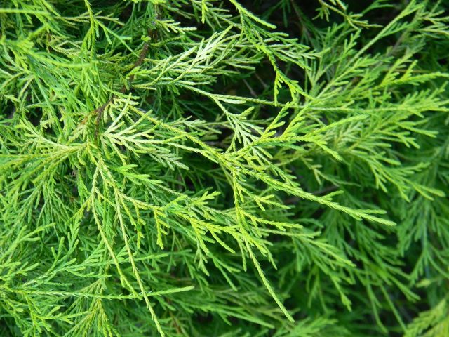Chamaecyparis pisifera 'Golden Mop'