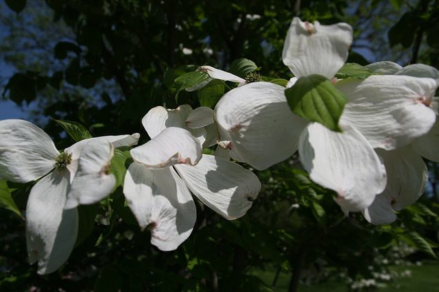 Cloud Nine flowering dogwood