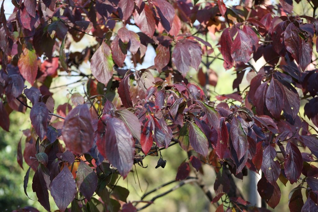 Cornus florida