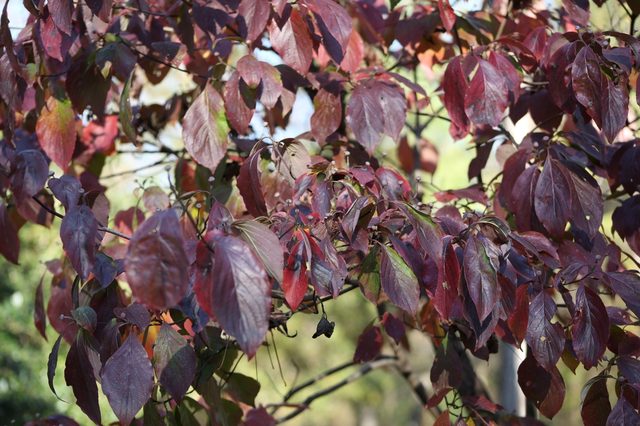 Cornus florida
