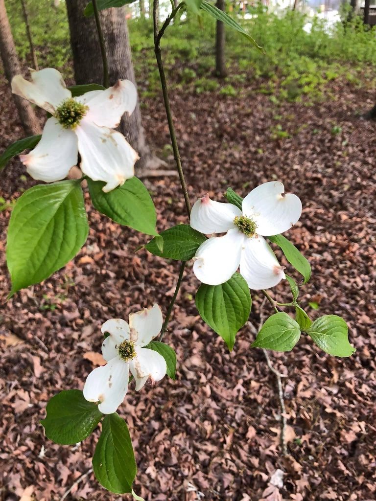 Cornus florida