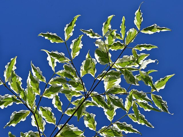 Summer Fun Kousa dogwood