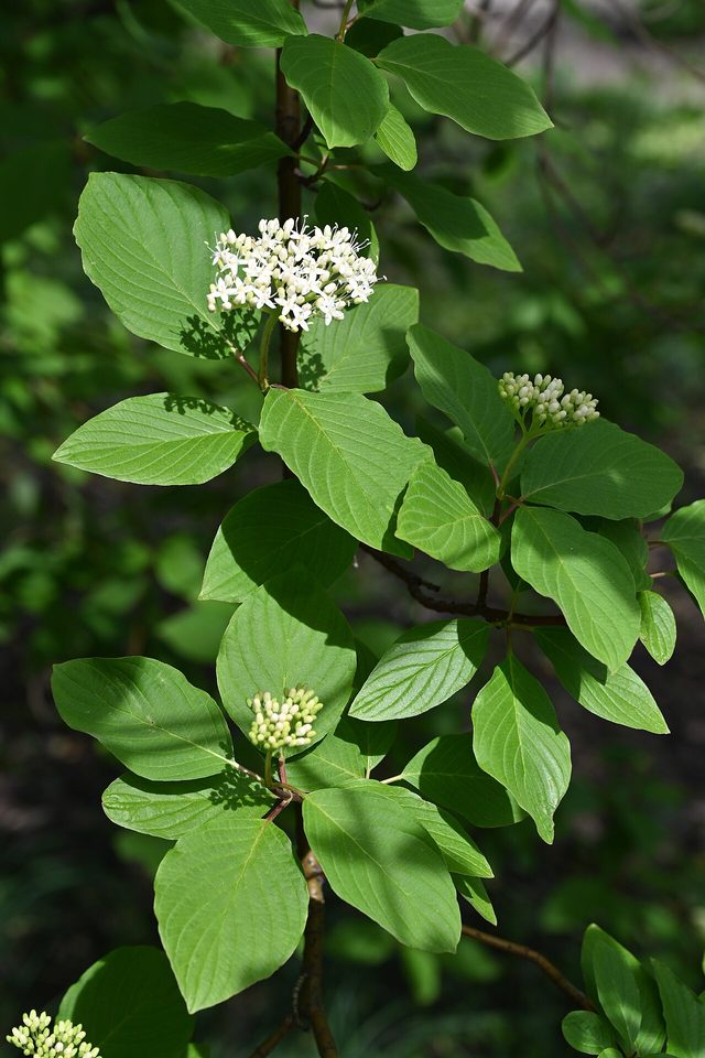 Baileyi red-twig dogwood
