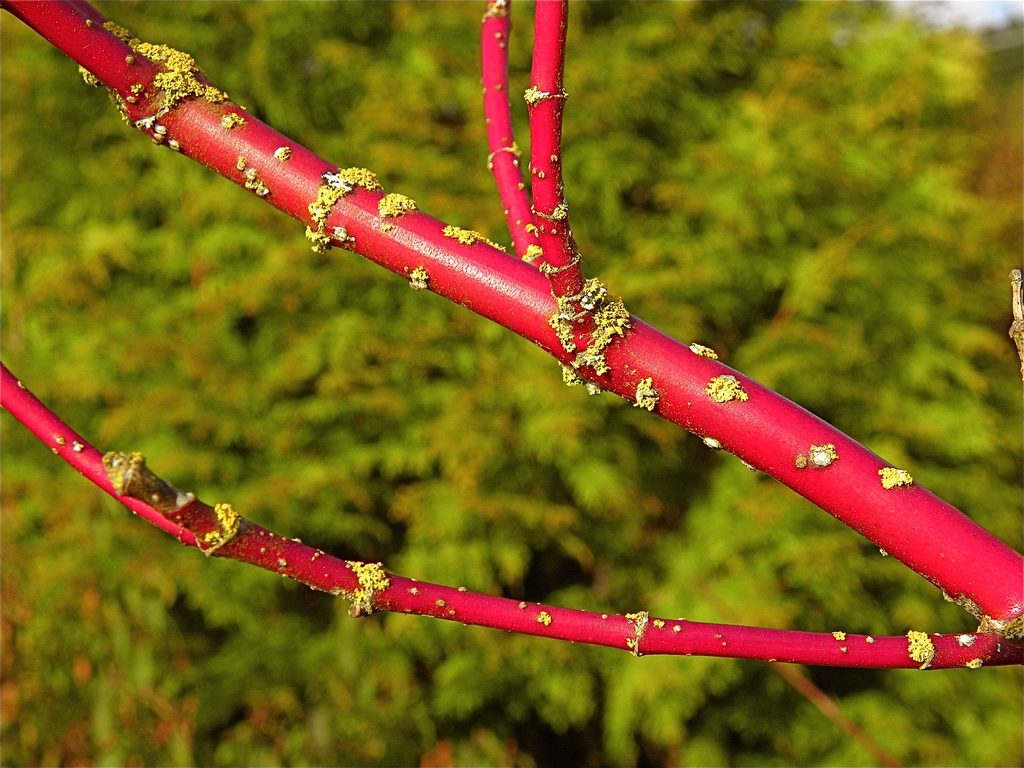Cornus sericea red stem