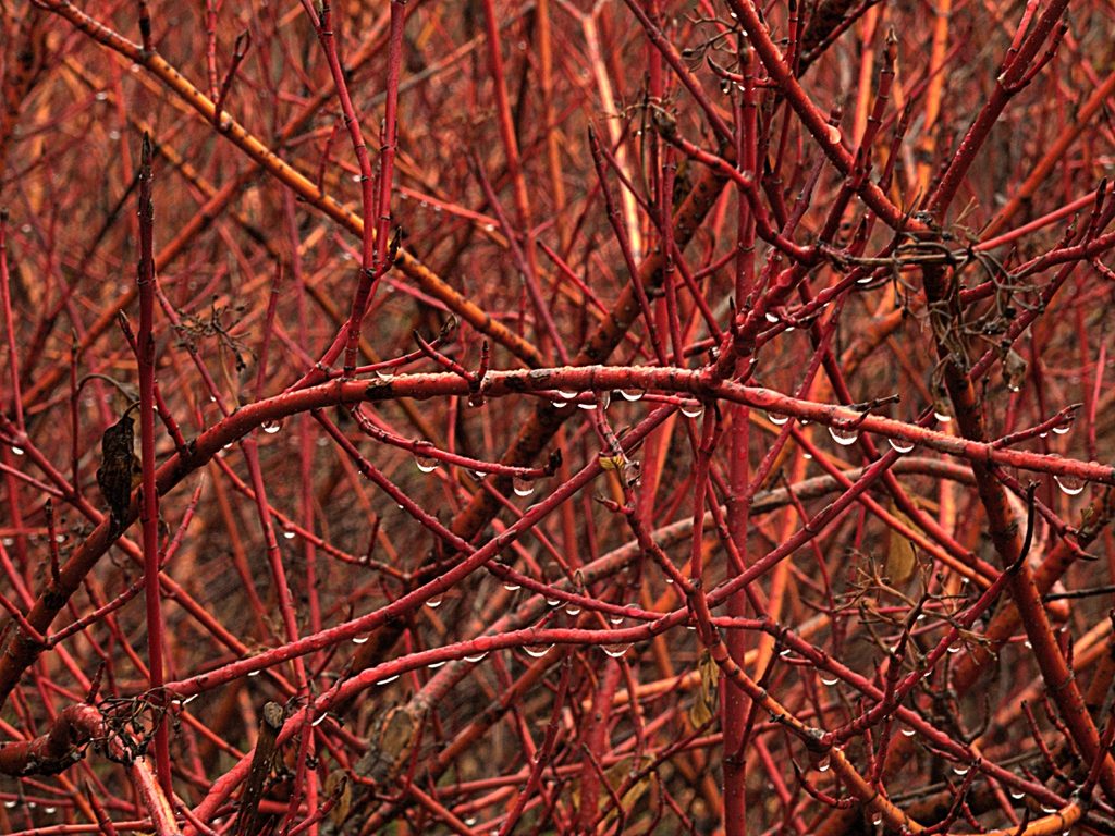red winter stem