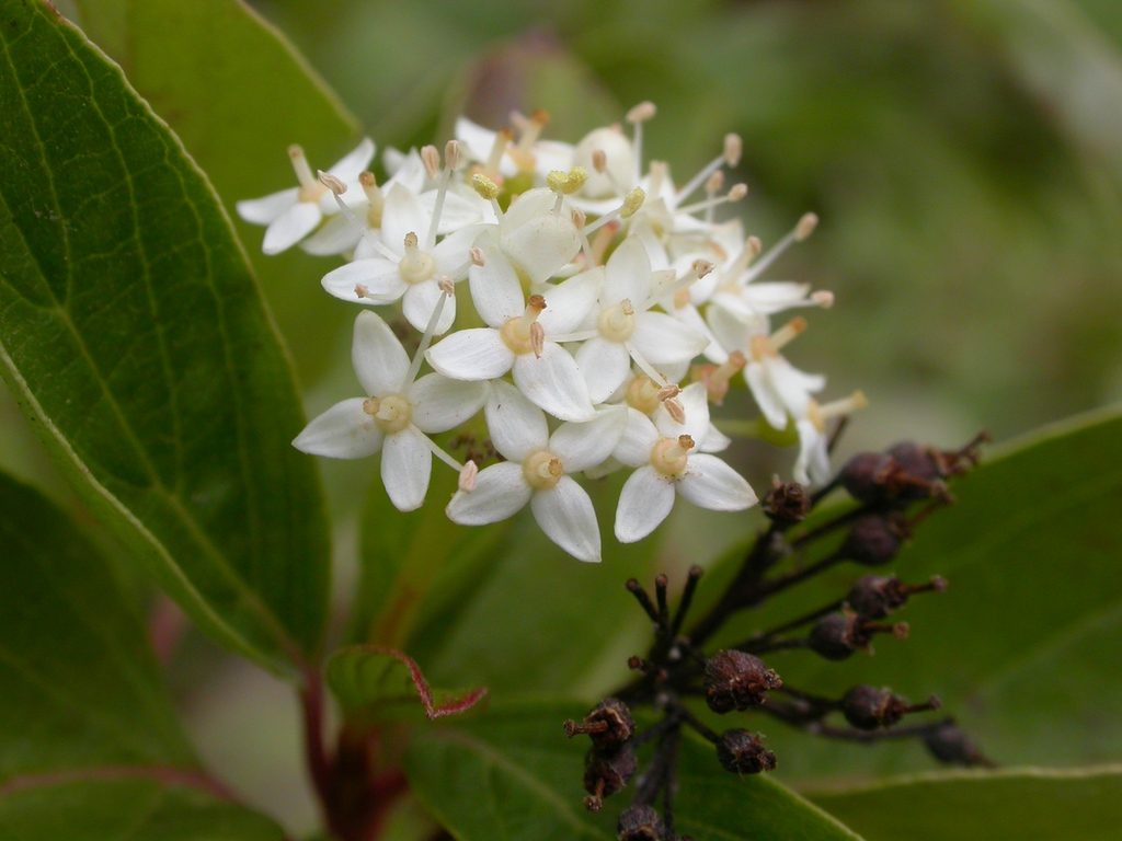 Cornus sericea flowers 2