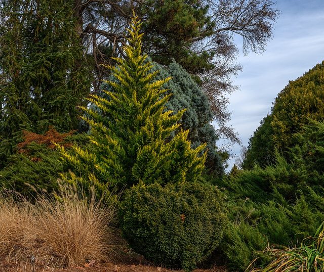 Gold Rider Leyland cypress