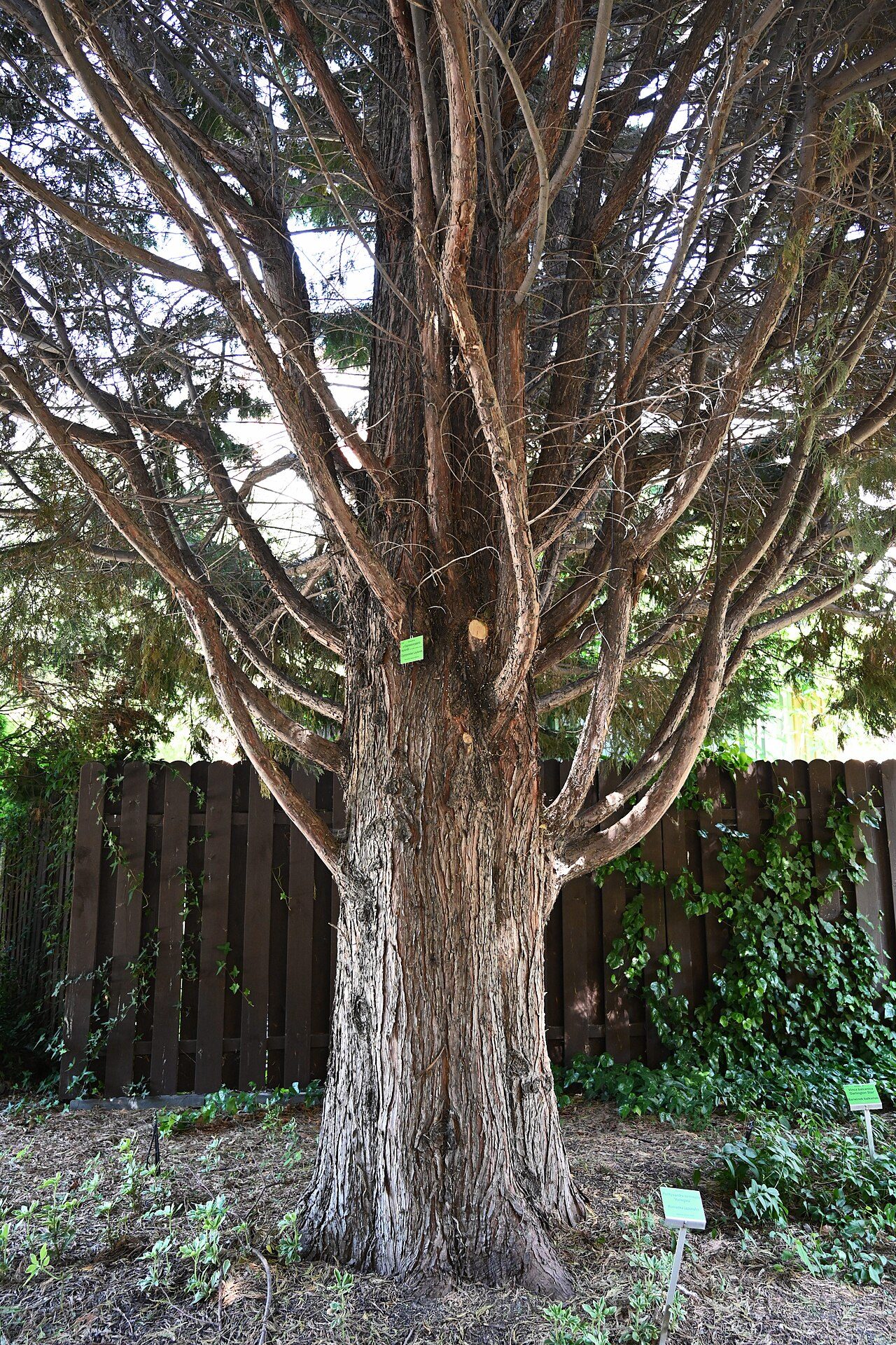Leyland cypress