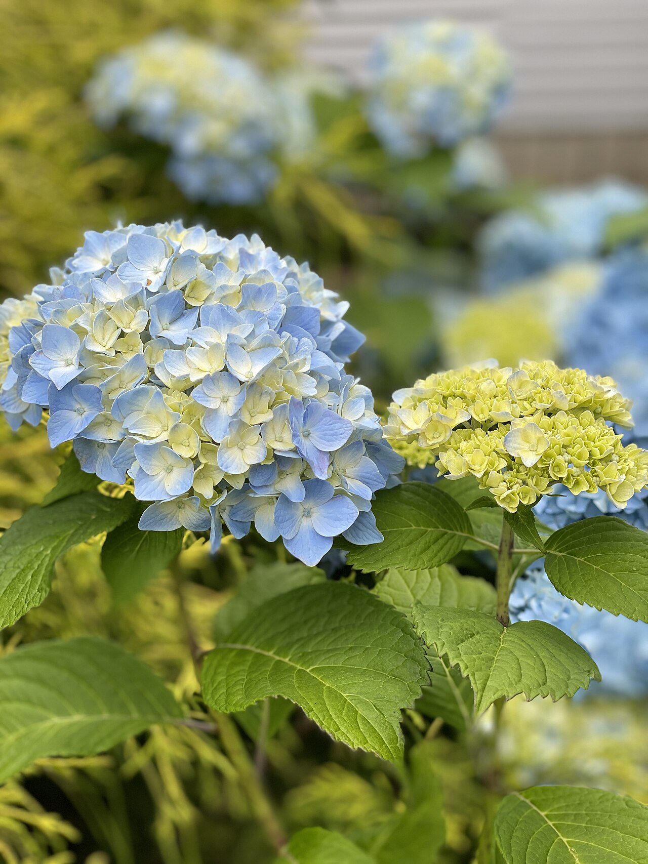 Nikko Blue bigleaf hydrangea