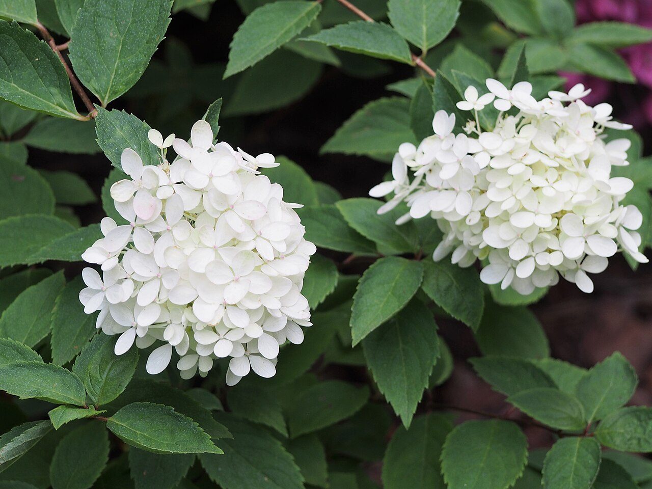 Bombshell panicle hydrangea
